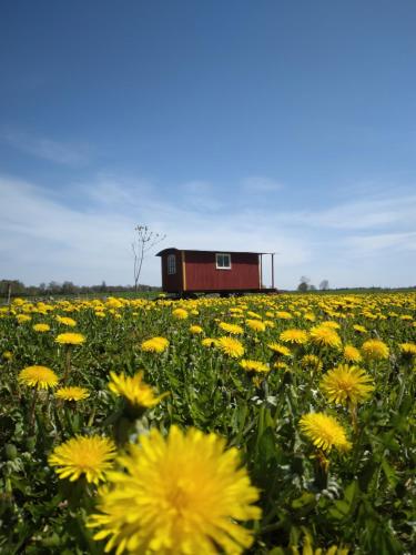 Gula Vagnen på en äng i lantlig miljö